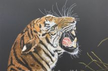 Im Auge des Tigers, 80 x 80 cm