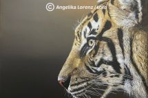 Tiger, 80 x 80 cm