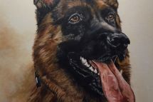 Sam, 80 x 100 cm