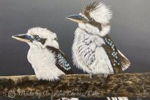 Kookaburras, 60 x 80 cm