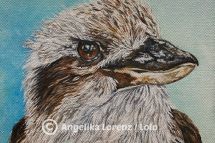 Kookaburra, 20 x 20 cm gerahmt