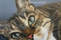 Miezi, 50 x 50 cm gerahmt