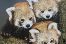 Red Pandas, 50 x 50 cm gerahmt