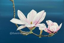 Magnolie, 50 x 50 gerahmt