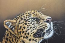 Leopard, 50 x 50 cm