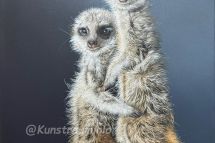 Erdmännchen, 50 x 50 gerahmt