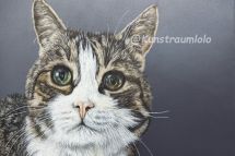 Leo, 50 x 50 cm, gerahmt