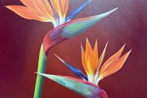 Strelitzien, 50 x 50 cm gerahmt