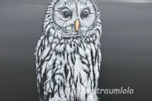 Eule, 50 x 50 cm gerahmt