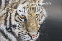 Tiger, 50 x 50 cm gerahmt